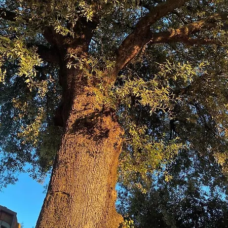 Antico Leccio Green Coppe