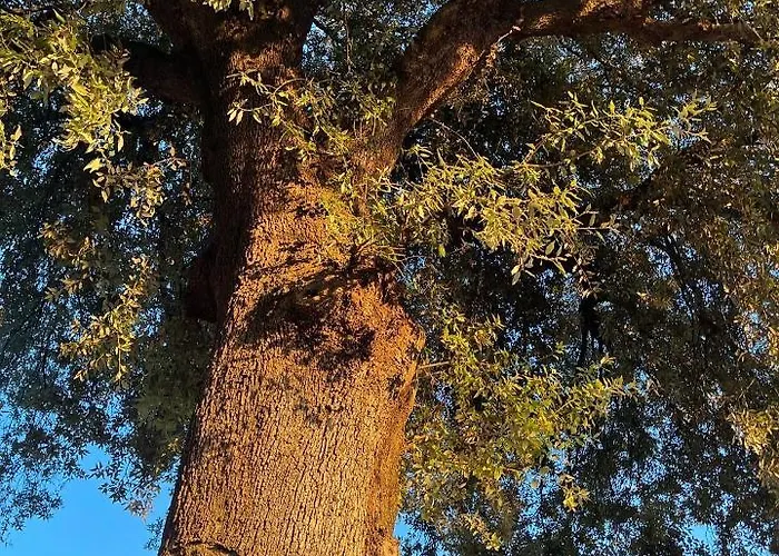 Antico Leccio Green Coppe