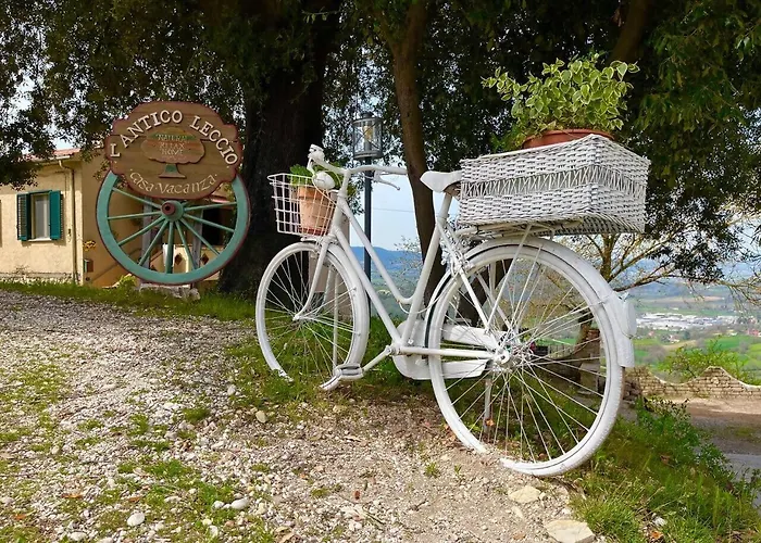 Antico Leccio Green Coppe